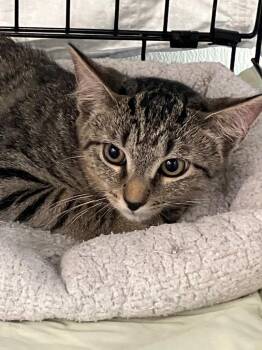 Eddie -  Domestic Medium Hair Cat for Adoption in Lunenburg, Massachusetts - Eddie | PetCurious