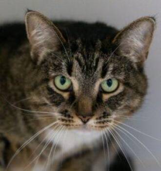 Dreamcatcher -  Domestic Short Hair Cat for Adoption in Pontiac, Michigan - Dreamcatcher | PetCurious