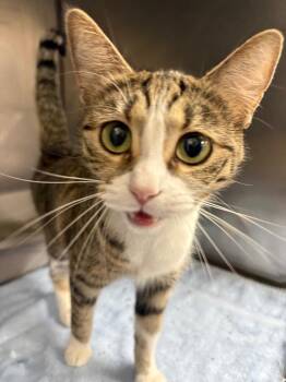 Birdie -  Domestic Short Hair Cat for Adoption in Little Rock, Arkansas - Birdie | PetCurious