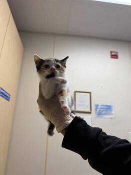 ZARA -  Domestic Short Hair Cat for Adoption in Salinas, California - ZARA | PetCurious
