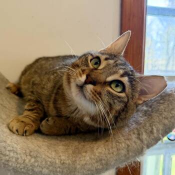 Brimsley -  Domestic Short Hair Cat Available for Adoption in Wind Gap, Pennsylvania - Brimsley | PetCurious