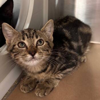 Dolly -  Domestic Short Hair Cat for Adoption in Lake Panasoffkee, Florida - Dolly | PetCurious