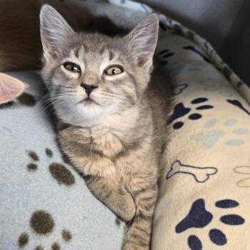 Kinder -  Domestic Short Hair Cat for Adoption in Washougal, Washington - Kinder | PetCurious
