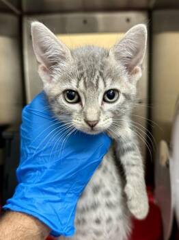 Pearl -  Domestic Short Hair Cat for Adoption in Wichita, Kansas - Pearl | PetCurious