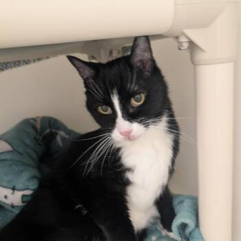 Rescue Tuxedo Cats for Adoption in Ridgway, Colorado - Bella | PetCurious
