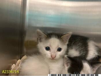 ARNOLD -  Domestic Short Hair Cat for Adoption in West Palm Beach, Florida - ARNOLD | PetCurious