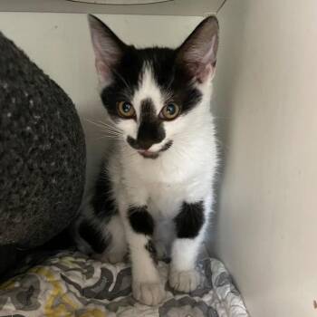 Nebula -  Domestic Short Hair Cat for Adoption in Roanoke, Virginia - Nebula | PetCurious
