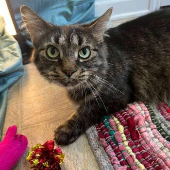 Bimini -  Domestic Medium Hair Cat Available for Adoption in Gibsonia, Pennsylvania - Bimini | PetCurious
