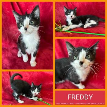 Freddy -  Domestic Short Hair Cat for Adoption in Corpus Christi, Texas - Freddy | PetCurious
