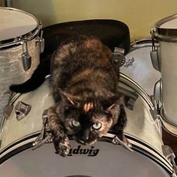 Christine -  Domestic Short Hair Cat for Adoption in Corinth, Mississippi - Christine | PetCurious