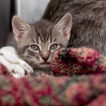 Willow -  Domestic Short Hair Cat for Adoption in Asheville, North Carolina - Willow | PetCurious