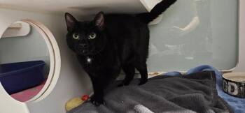 Domestic Short Hair Cats Available for Adoption - Halley Comet Astrid | PetCurious