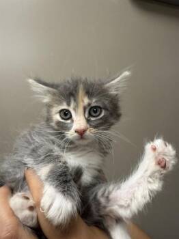 Domestic Short Hair Cats Available for Adoption in Ontario, California - POLLY - ADOPTION PENDING | PetCurious