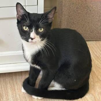 Domestic Short Hair Cats Available for Adoption in Toms River, New Jersey - Gizmo | PetCurious