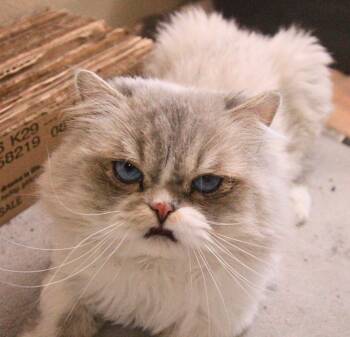 Cashew -  Persian Cat for Adoption - Cashew | PetCurious