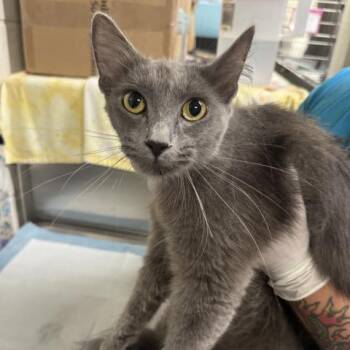 VIOLET -  Domestic Medium Hair Cat for Adoption in Pensacola, Florida - VIOLET | PetCurious