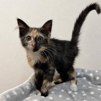 Auburn -  Domestic Medium Hair Cat for Adoption in Long Beach, California - Auburn | PetCurious