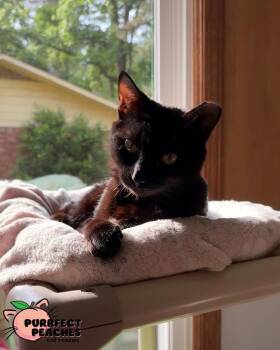 Bombay Cats Available for Adoption in Douglasville, Georgia - Mr. Cindy | PetCurious
