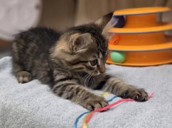 Parrot -  Domestic Medium Hair and Domestic Short Hair Cat for Adoption in Westland, Michigan - Parrot | PetCurious
