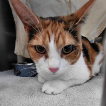 Troy -  Domestic Short Hair Cat for Adoption in Philadelphia, Pennsylvania - Troy | PetCurious