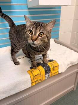 Keta -  Domestic Short Hair Cat for Adoption in Fairfax, Virginia - Keta | PetCurious