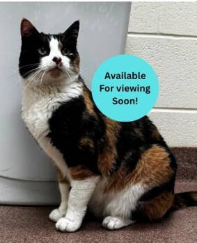 Peaches -  Domestic Short Hair Cat for Adoption in Kalispell, Montana - Peaches | PetCurious