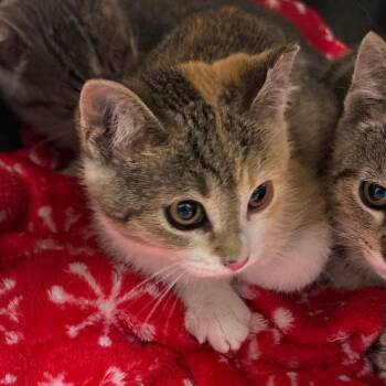Fi -  Domestic Short Hair Cat for Adoption in Manhattan, Kansas - Fi | PetCurious