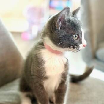 Stormy - Burroughs Kitten 4 -  Domestic Short Hair Cat for Adoption in Westport, Connecticut - Stormy - Burroughs Kitten 4 | PetCurious