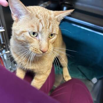 Gizmo -  Domestic Short Hair Cat for Adoption in Bristol, Indiana - Gizmo | PetCurious