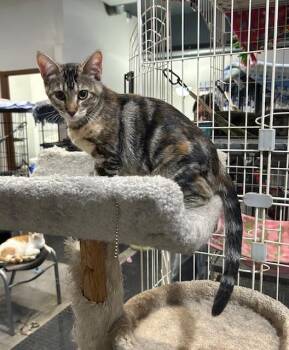 Rescue Domestic Short Hair Cats for Adoption in Devils Lake, North Dakota - Becca | PetCurious