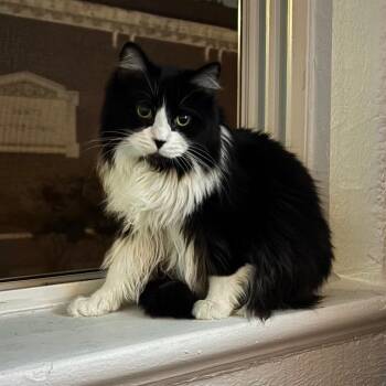 Herida -  Domestic Medium Hair Cat for Adoption in Indianapolis, Indiana - Herida | PetCurious