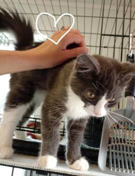 Armani -  Domestic Medium Hair Cat for Adoption in Saint James, Minnesota - Armani | PetCurious