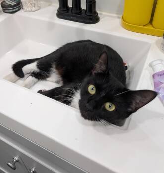 Rescue Domestic Short Hair Cats for Adoption in Philadelphia, Pennsylvania - Pierogi Hazel | PetCurious