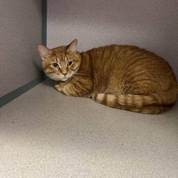 Saka -  Domestic Short Hair Cat for Adoption in Cedar Rapids, Iowa - Saka | PetCurious