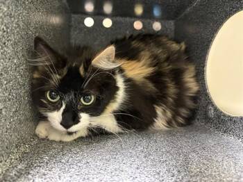 Domestic Short Hair Cats Available for Adoption in Pueblo, Colorado - APRICOT | PetCurious