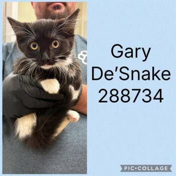 GARY DE