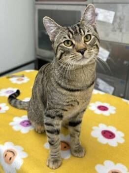 Tabby Cats Available for Adoption - Bob | PetCurious