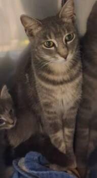 EEVEE -  Domestic Short Hair Cat for Adoption in Killeen, Texas - EEVEE | PetCurious