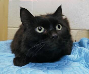 Winslow -  Domestic Long Hair Cat for Adoption in Euclid, Ohio - Winslow | PetCurious