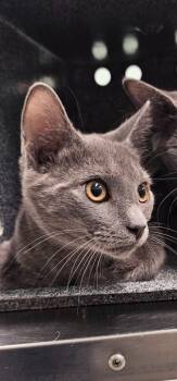 Jackson -  Domestic Short Hair Cat for Adoption in Athens, Tennessee - Jackson | PetCurious
