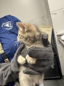 Domestic Short Hair Cats Available for Adoption in Sevierville, Tennessee - Franks | PetCurious