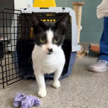 Bonnie -  Domestic Short Hair Cat Available for Adoption in Sarasota, Florida - Bonnie | PetCurious