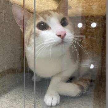 Domestic Short Hair Cats Available for Adoption in Philadelphia, Pennsylvania - Carlton | PetCurious