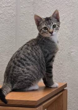Archie -  Domestic Short Hair Cat for Adoption in Minneapolis, Minnesota - Archie | PetCurious