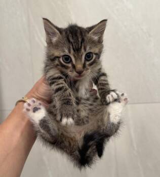 Pippin -  Domestic Short Hair and Tabby Cat for Adoption in New York, New York - Pippin | PetCurious