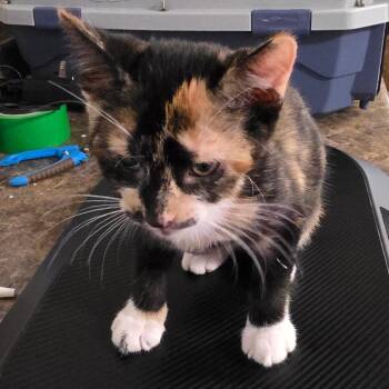 Lida Bida Boda Butt (JaJa) -  Domestic Short Hair Cat for Adoption in Eureka Springs, Arkansas - Lida Bida Boda Butt (JaJa) | PetCurious