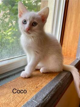 Coconut (Coco) -  Domestic Short Hair Cat for Adoption in Shakespeare, Ontario - Coconut (Coco) | PetCurious