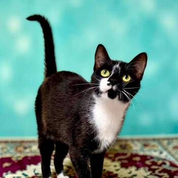 Nemo -  Domestic Short Hair Cat for Adoption in Bentonville, Arkansas - Nemo | PetCurious