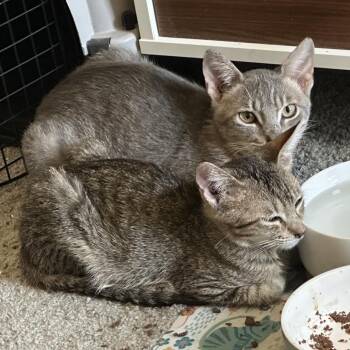 Zelda Houston -  Domestic Short Hair Cat for Adoption in Denver, Colorado - Zelda Houston | PetCurious