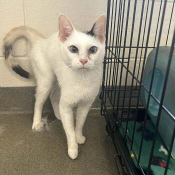 Domestic Short Hair Cats Available for Adoption in Rocky Mount, Virginia - Mimsy | PetCurious